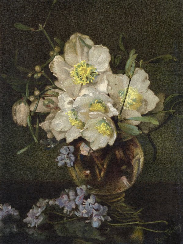 Roses de Noël - English School