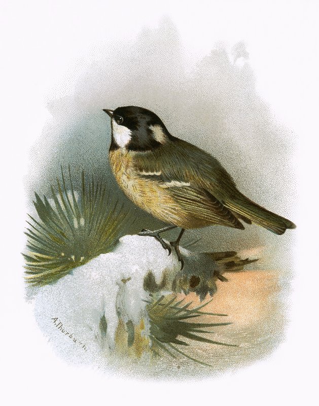 Mésange charbonnière - English School