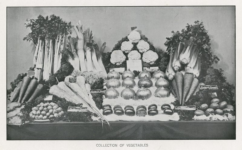 Collection de légumes - English School