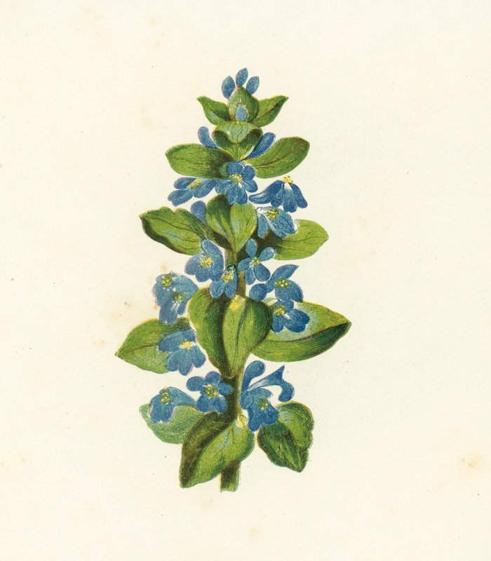 Bugle rampante, Ajuga Reptans - English School