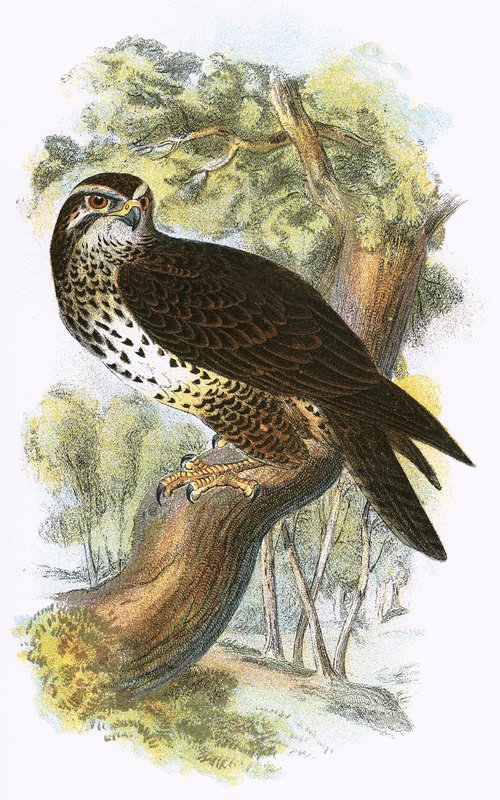 Buse variable - English School