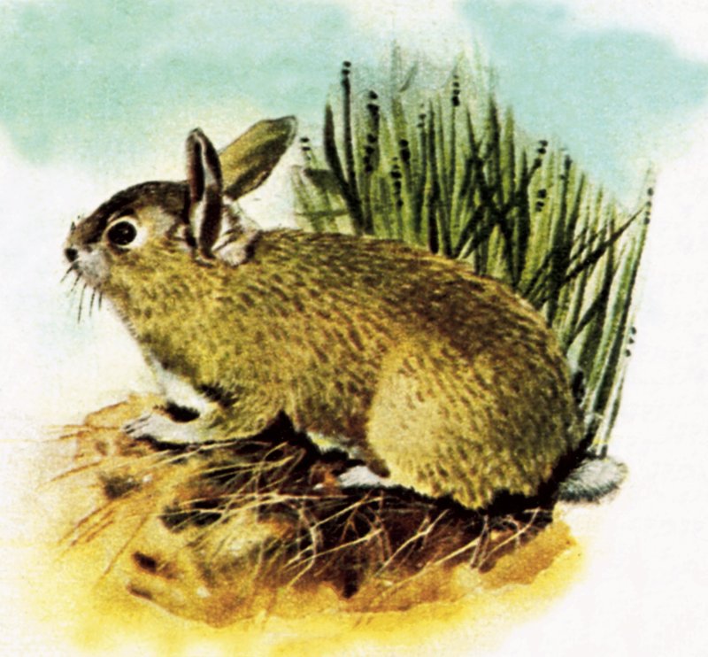 Lapin commun anglais - English School