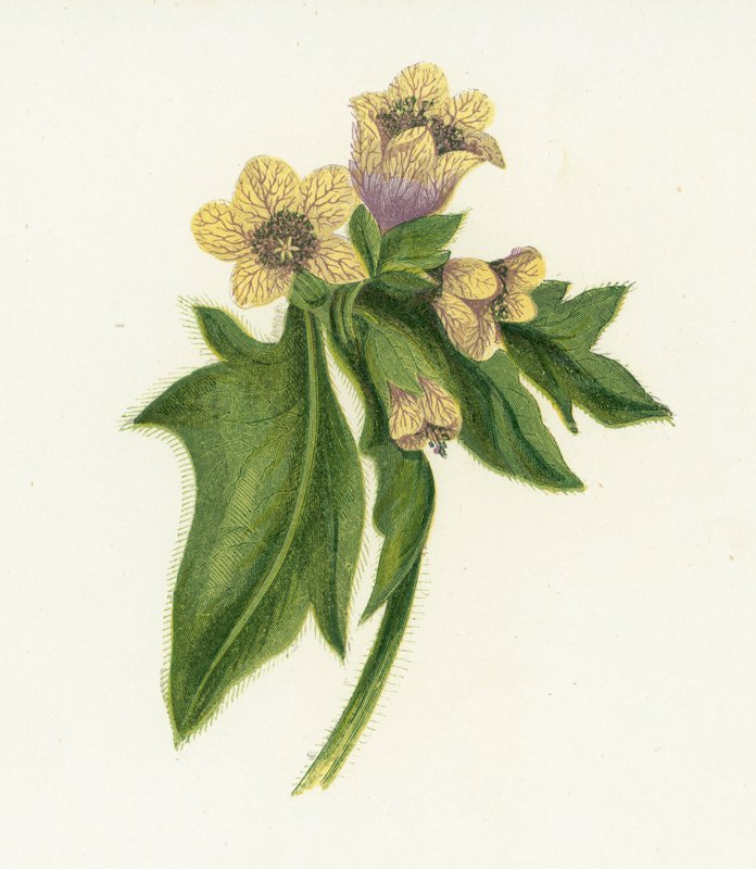 Jusquiame noire, Hyoscyamus Niger - English School