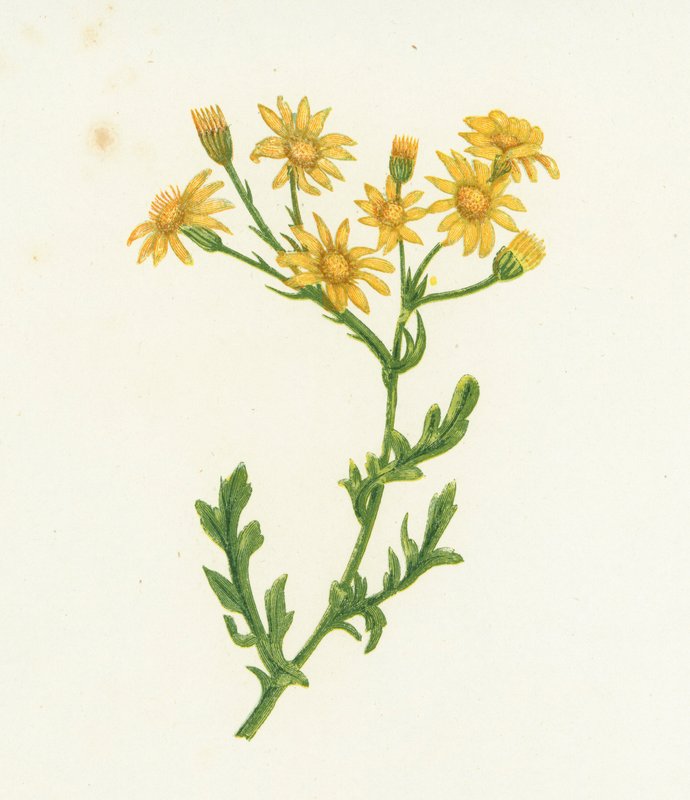 Séneçon jacobée, Senecio Jacobaea - English School