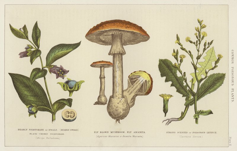 Plantes vénéneuses communes (gravure) - English School