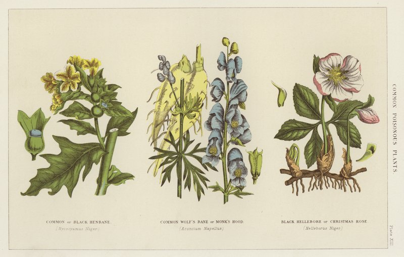 Plantes vénéneuses communes (gravure) - English School