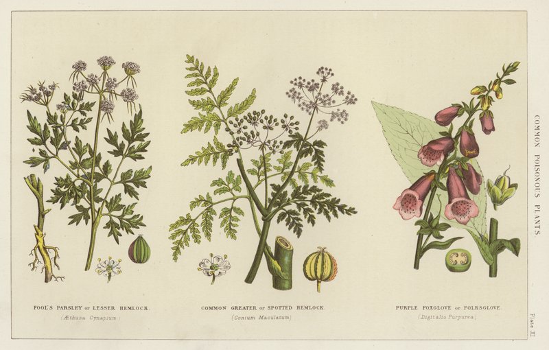 Plantes vénéneuses communes - English School