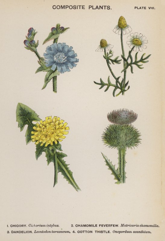 Plantes composites - English School