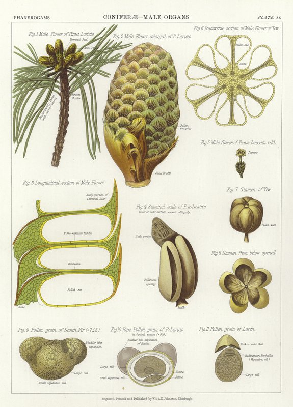 Conifères, organes mâles - English School