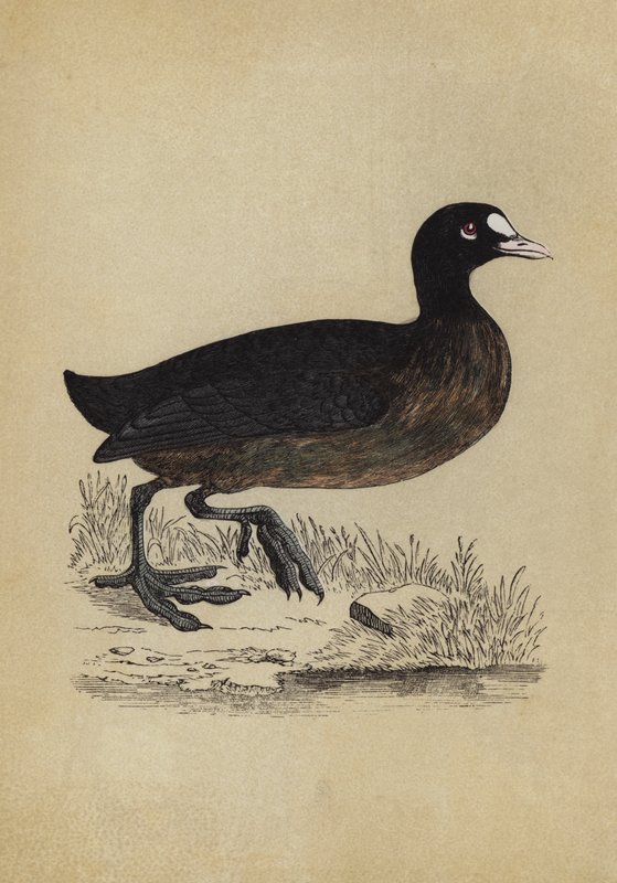Foulque - English School