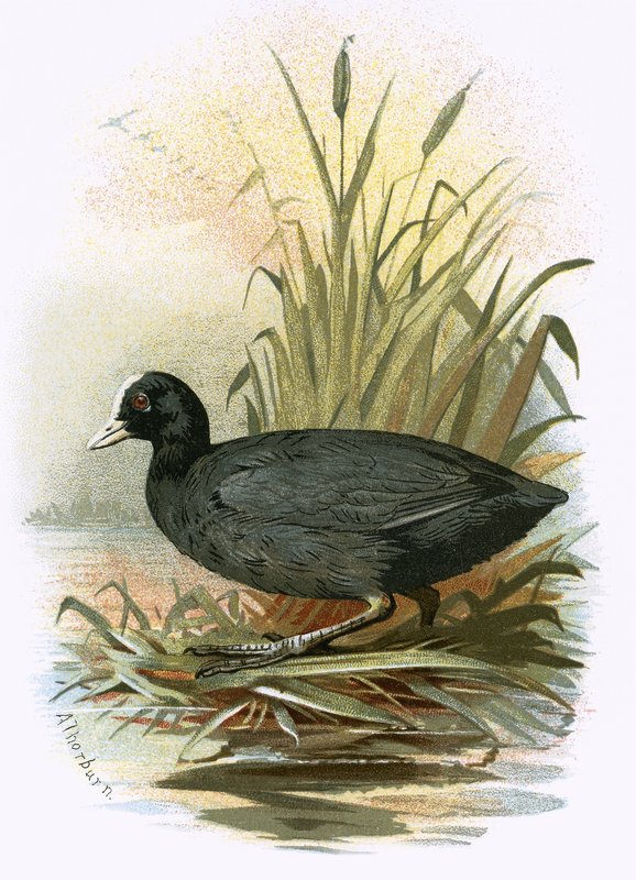 Foulque - English School