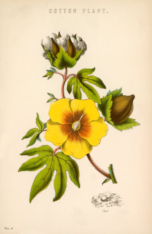 Plante de coton - English School