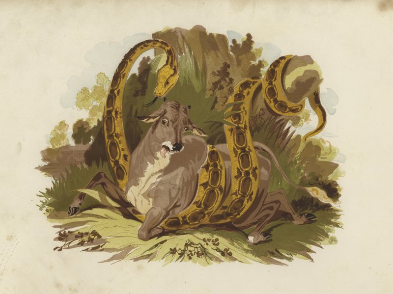 Vache pressée par un serpent - English School