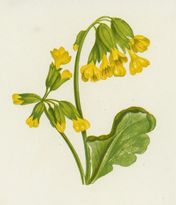 Primevère Officinale, Primula Veris - English School