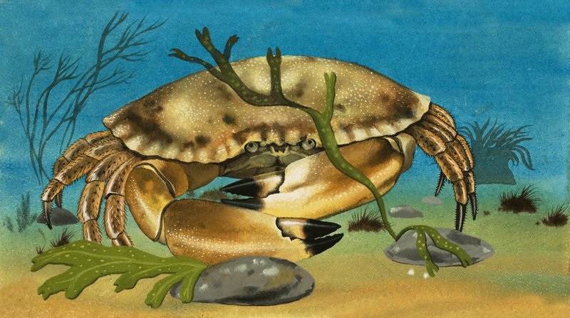 Crabe - English School