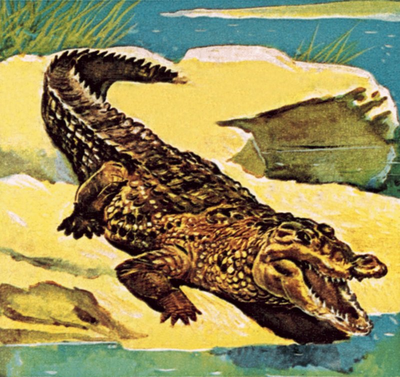 Crocodile - English School
