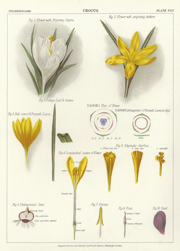Crocus - English School