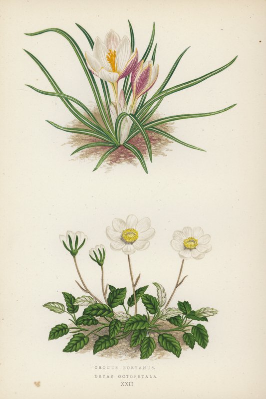 Crocus Boryanus; Dryade à huit pétales - English School