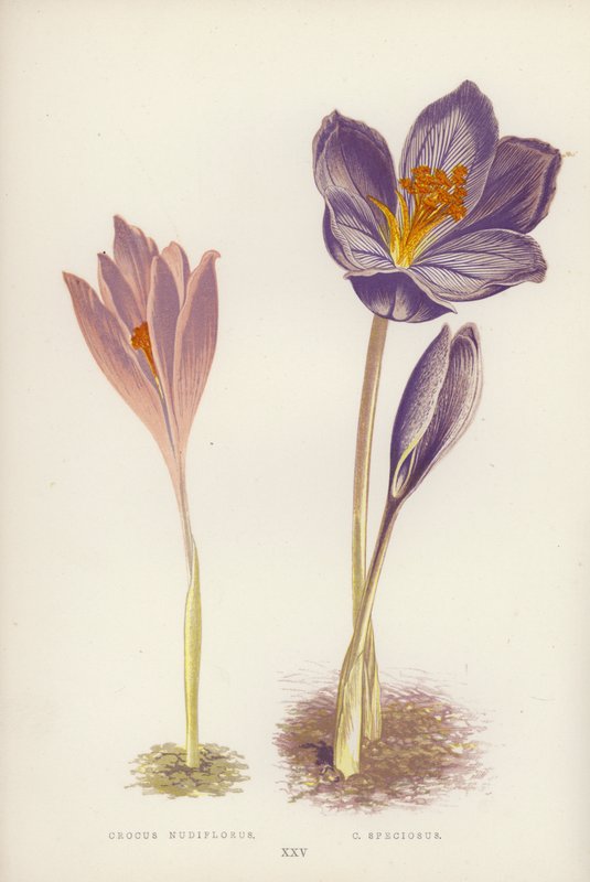 Crocus Nudiflorus ; C Speciosus (lithographie en couleur) - English School