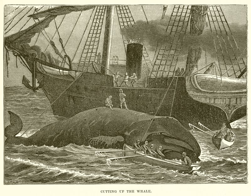 Découpage de la baleine - English School