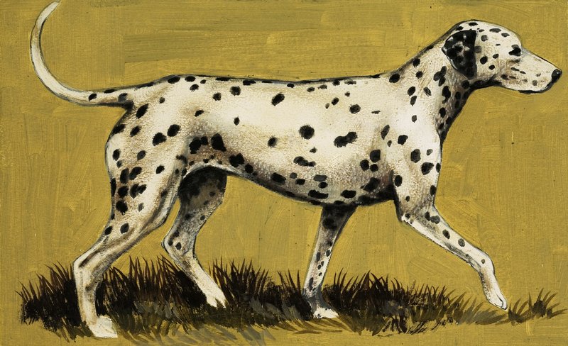 Chien dalmatien - English School