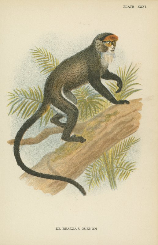 Le Guenon de De Brazza - English School