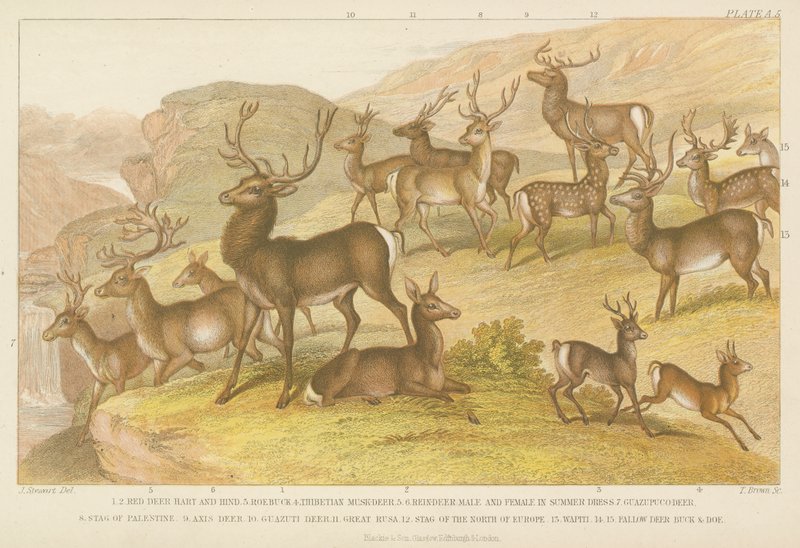 Cerfs - English School
