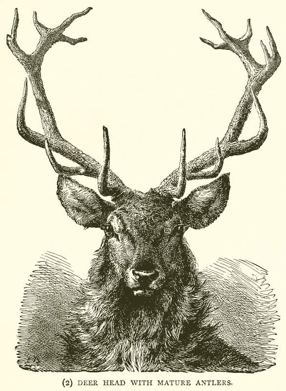 Tête de cerf avec des bois matures - English School