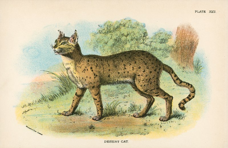 Chat du désert - English School