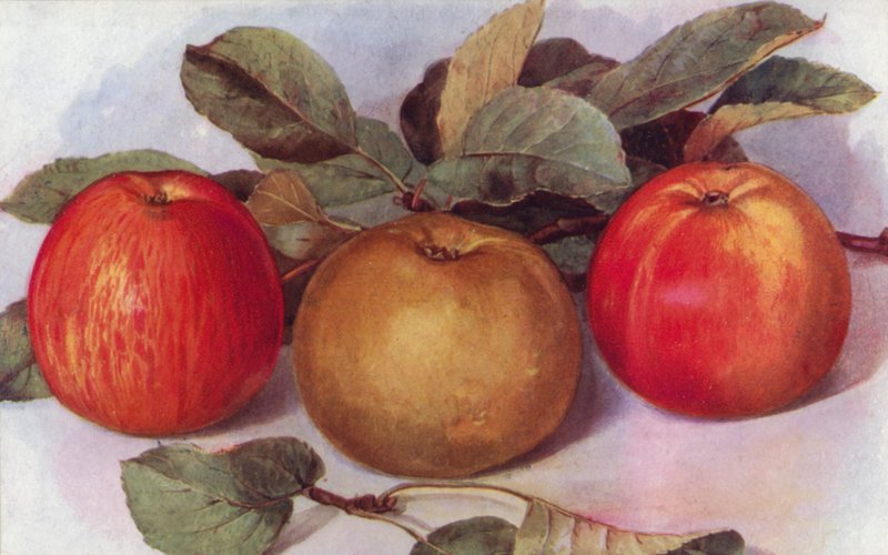 Pommes de Dessert (lithographie en couleur) - English School