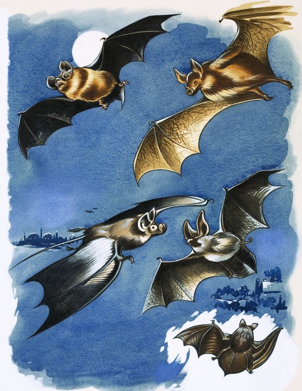Différentes espèces de chauves-souris - English School