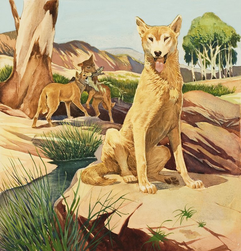 Dingo - English School