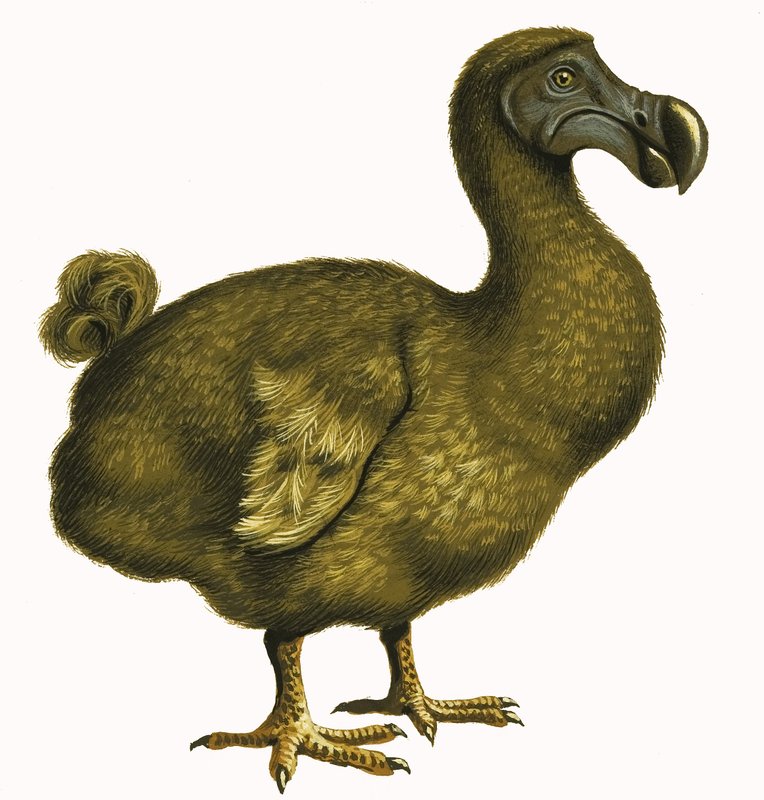 Dodo - English School