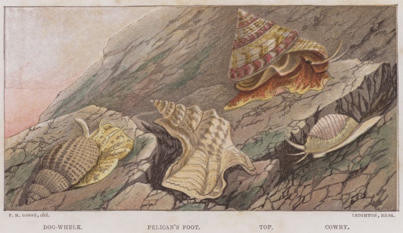 Bigorneau, Pied de pélican, Top, Porcelaine (lithographie en couleur) - English School