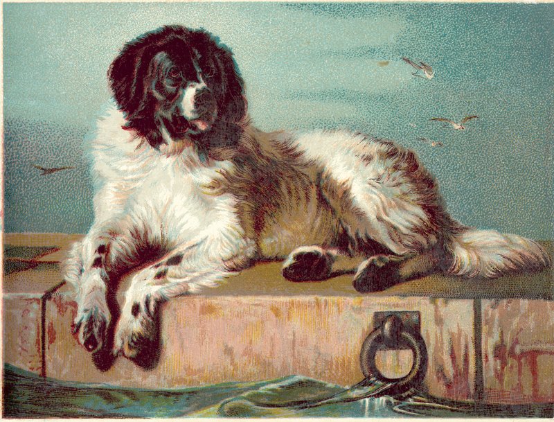 Chien assis au bord de la mer - English School