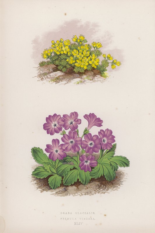 Drave Glaciale ; Primevère Visqueuse (lithographie en couleur) - English School