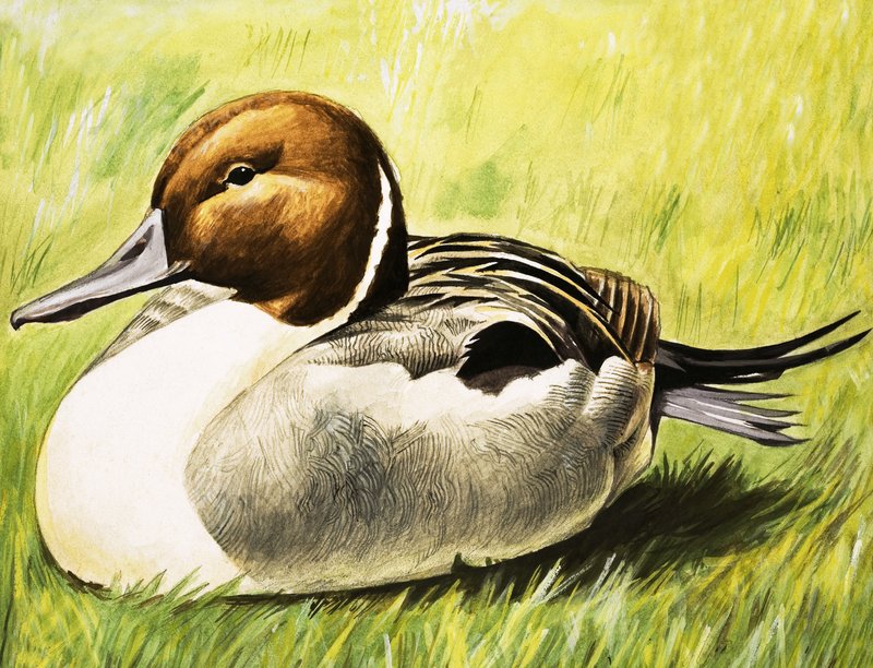 Canard - English School