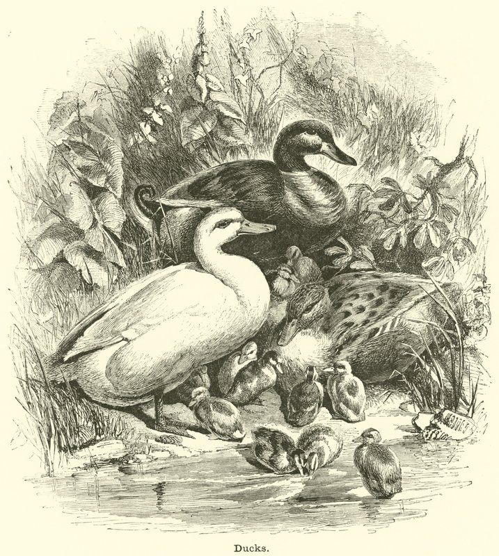 Canards - English School