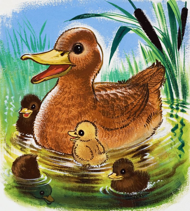 Canards - English School