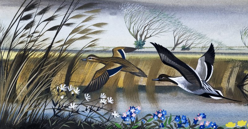 Canards en vol - English School