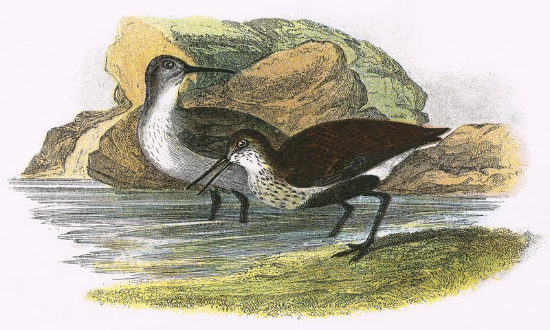 Bécasseau variable - English School