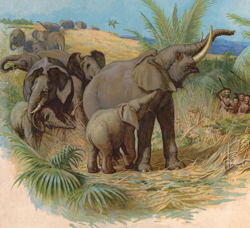 Éléphants - English School