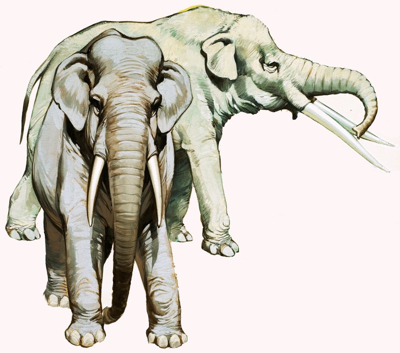 Éléphants - English School