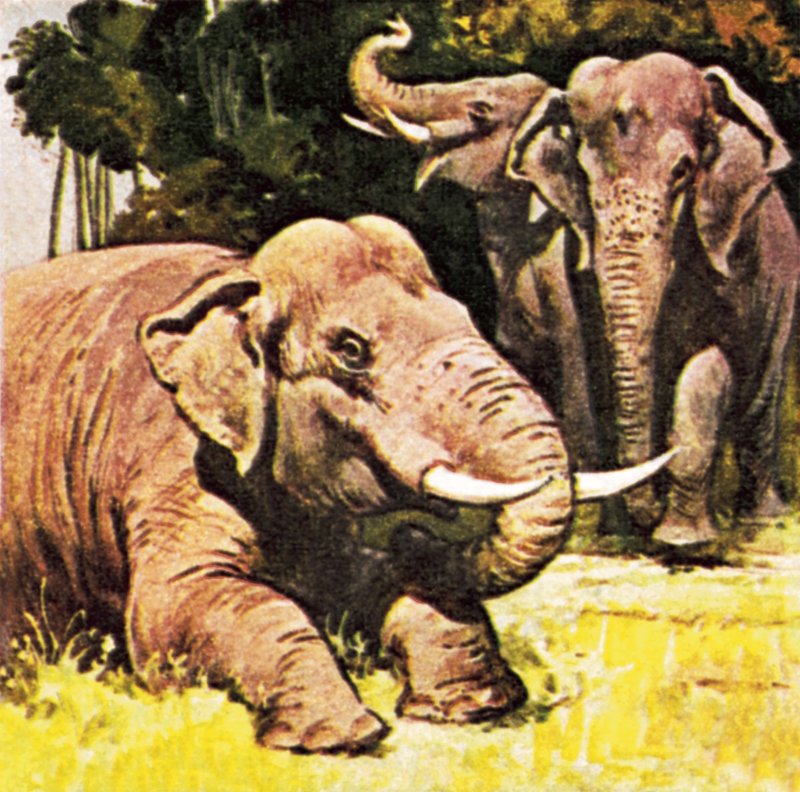 Éléphants agenouillés - English School