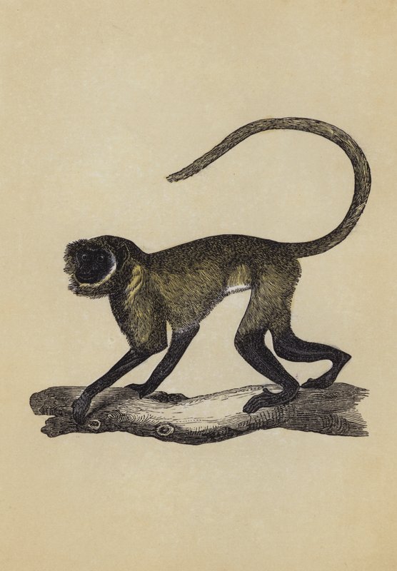 Singe entelle - English School