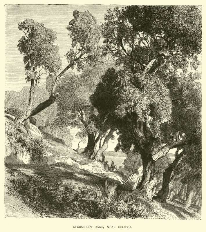 Chênes verts, près de Sciacca - English School