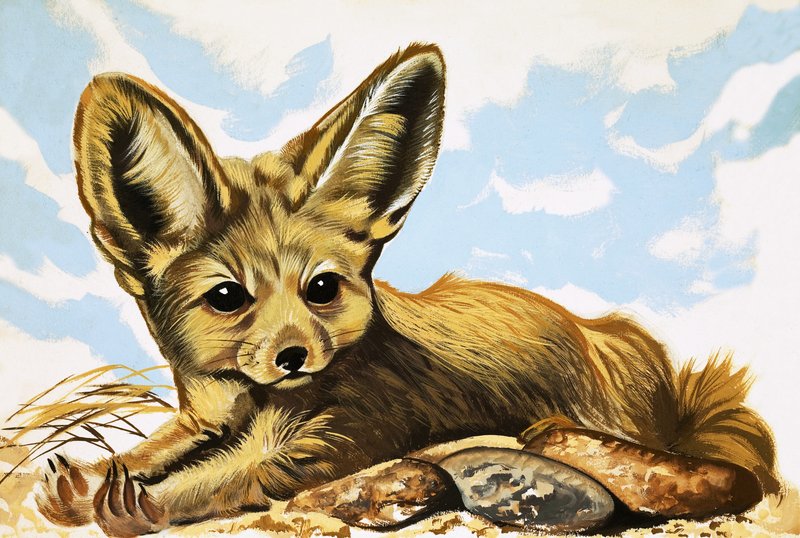 Fennec - English School