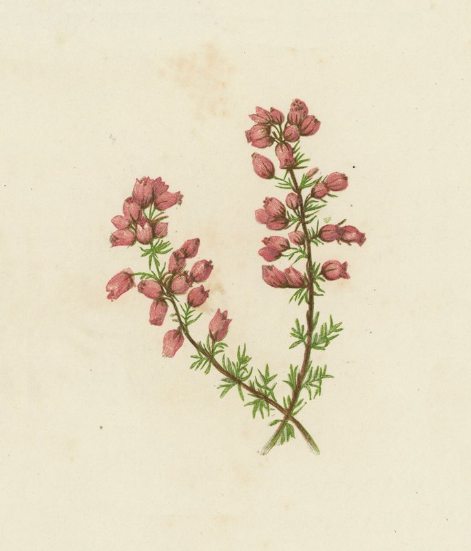 Bruyère à feuilles fines, Erica Cinerea - English School