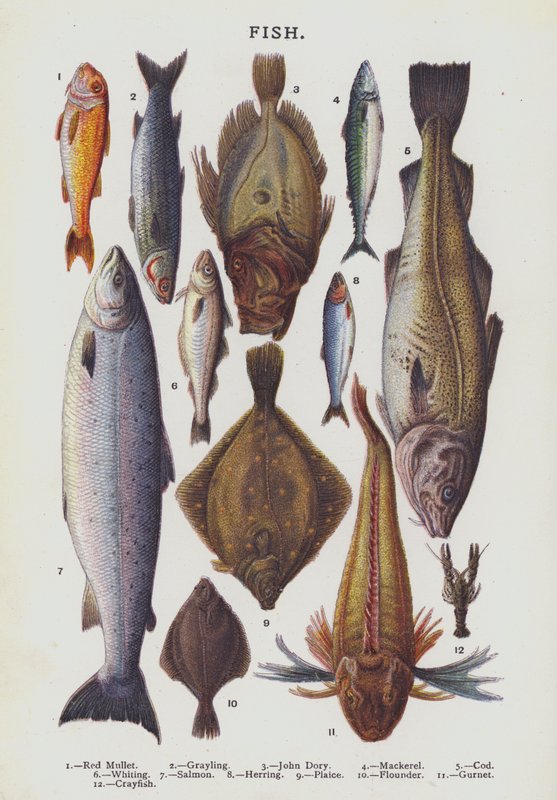 Poisson (chromolitho) - English School