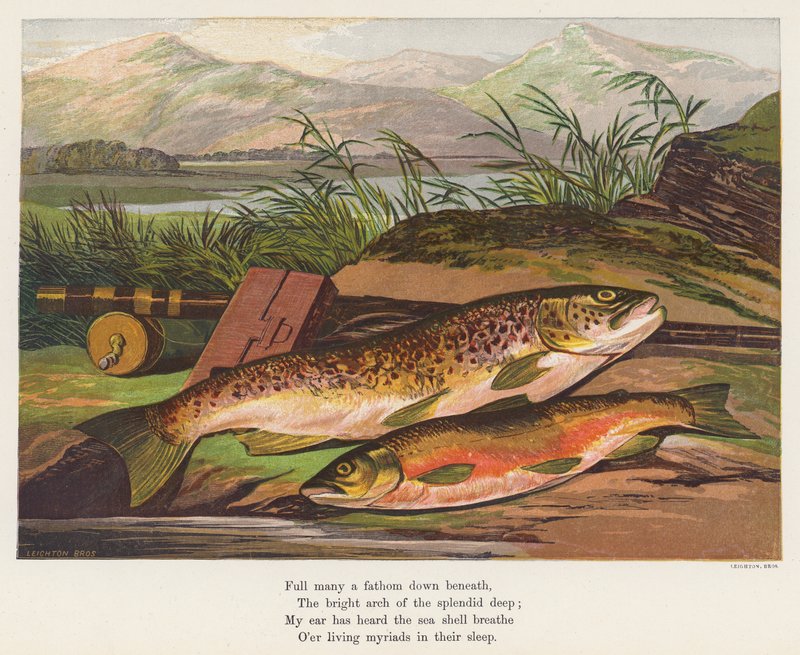 Poisson - English School